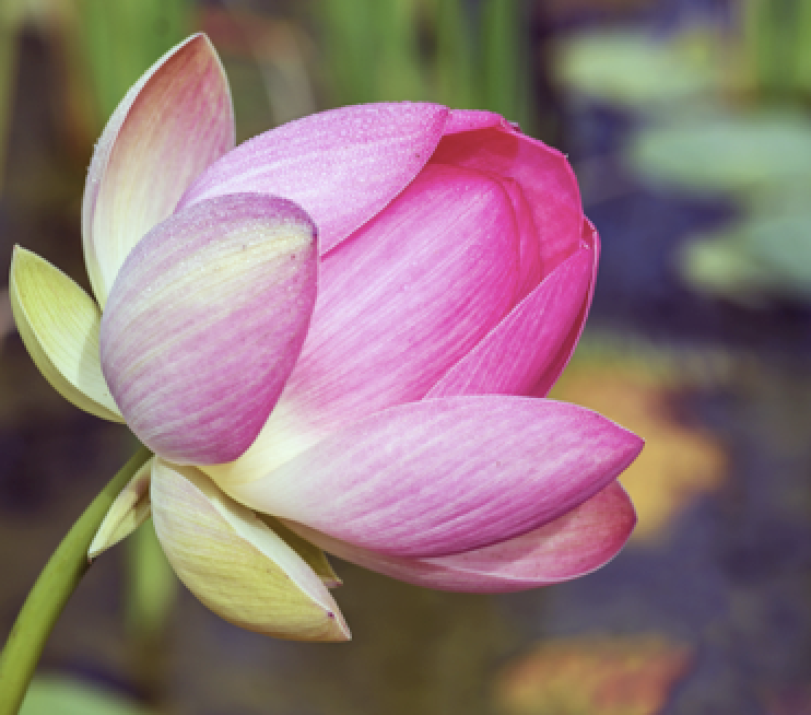 lotus